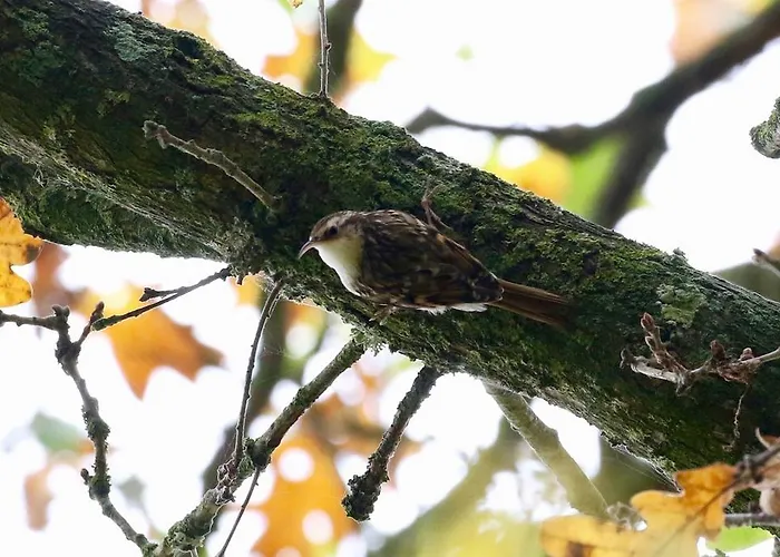 Bed & Breakfast Moulin Du David Craon (Mayenne)